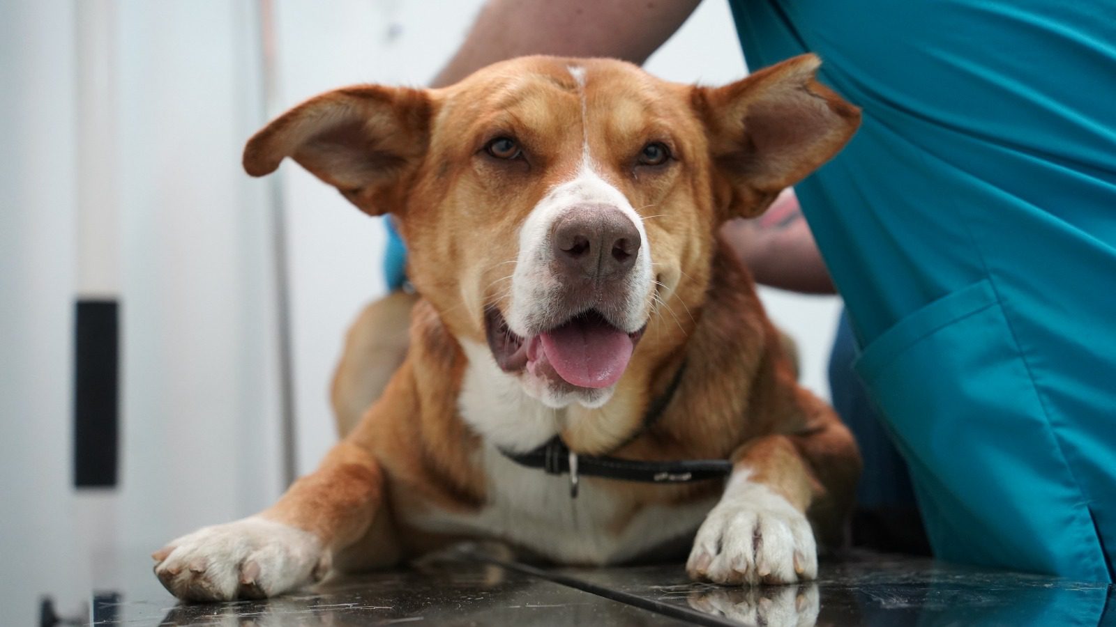 MUNICIPALIDAD DE VILLA ALEMANA PRESENTA ACCIONES LEGALES TRAS GRAVE CASO DE MALTRATO ANIMAL OCURRIDO EN LA COMUNA