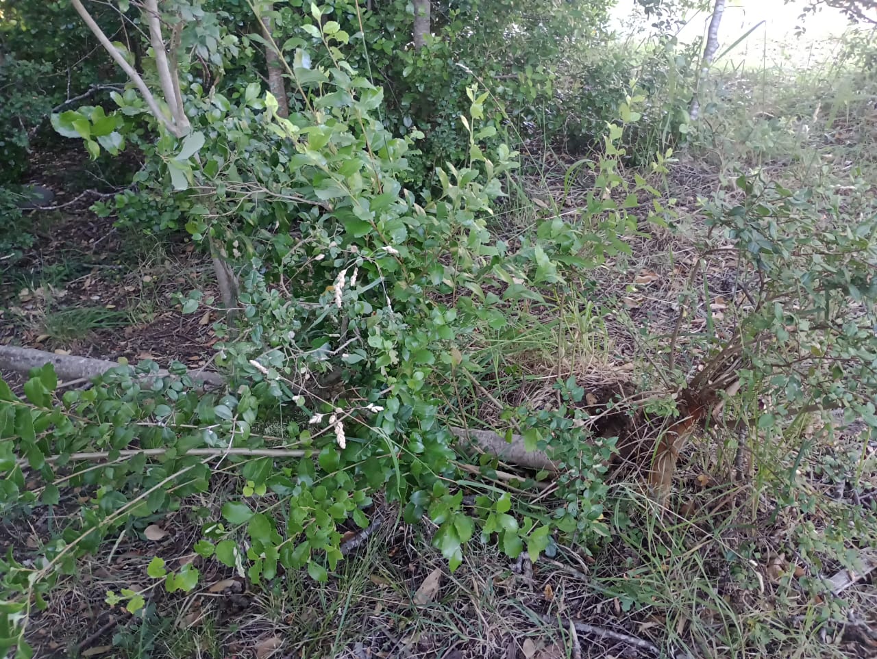 DENUNCIAN DESTRUCCIÓN DE ARBUSTOS Y ROBO DE PLANTAS EN EL PARQUE DEPORTIVO MUNICIPAL DE PUCÓN – Website de la Municipalidad de Pucón
