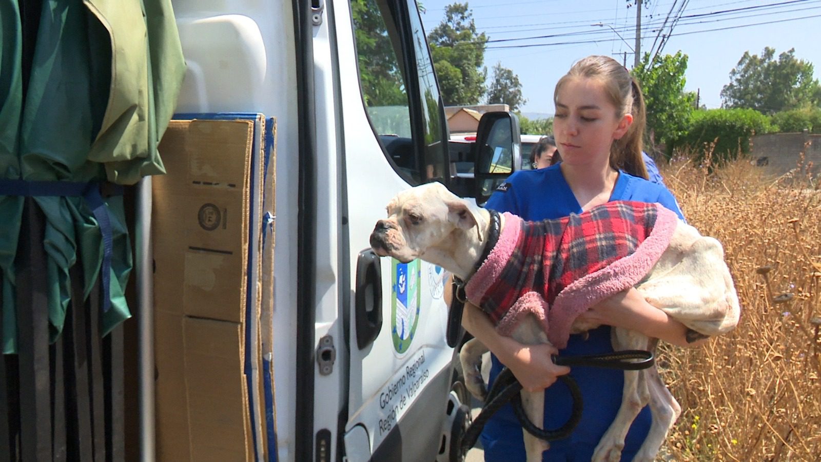 MUNICIPIO DE VILLA ALEMANA RESCATA A 5 PERRITOS TRAS ALARMANTE CASO DE MALTRATO ANIMAL POR EXTREMO ABANDONO