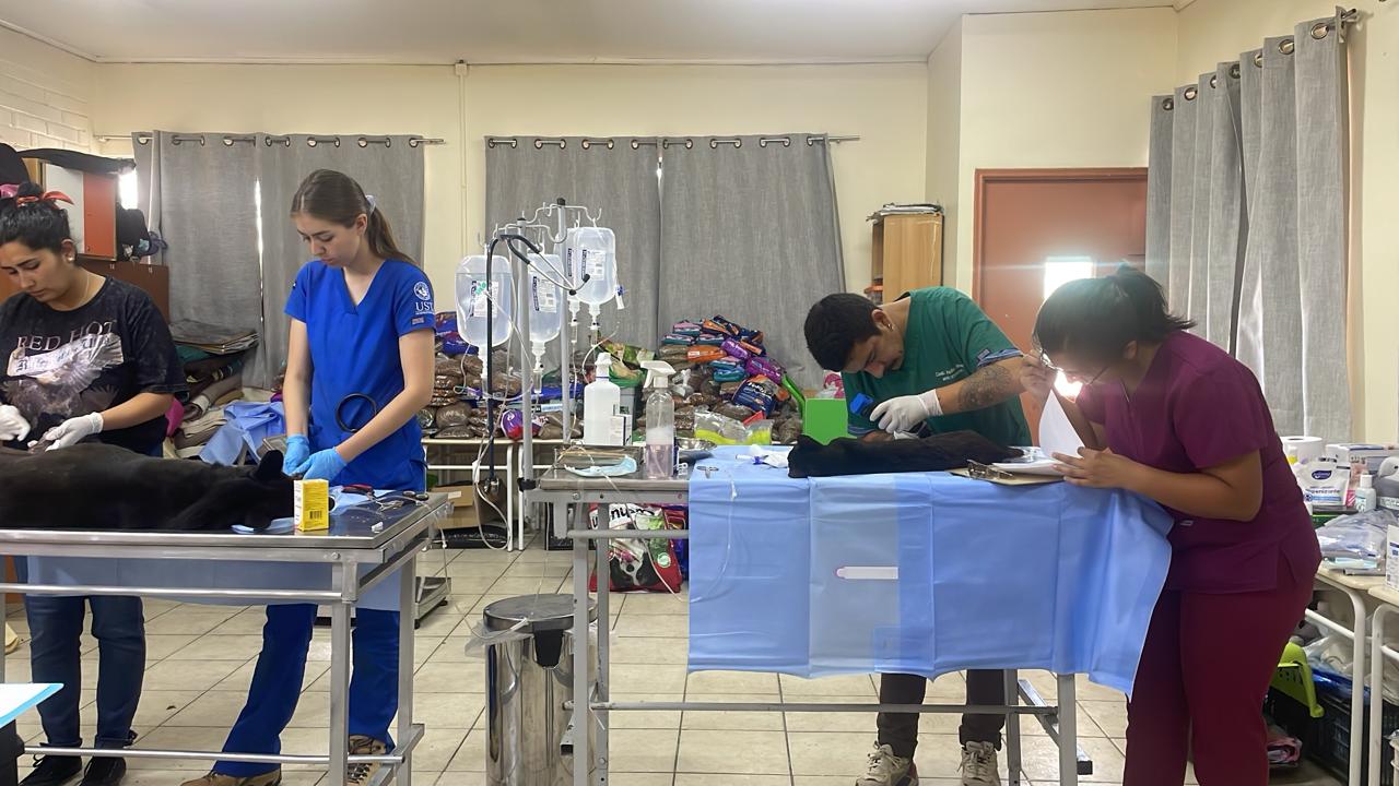 MUNICIPIO DE VILLA ALEMANA SE DESPLIEGA PARA ATENDER A LOS ANIMALES VÍCTIMAS DE LA EMERGENCIA FORESTAL